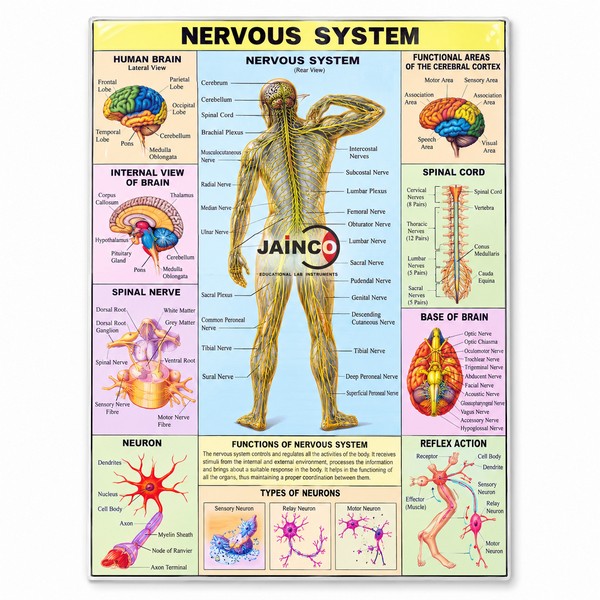 Nervous System